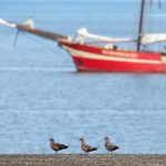A line up of Great Skuas with the SV Noorderlicht in the background