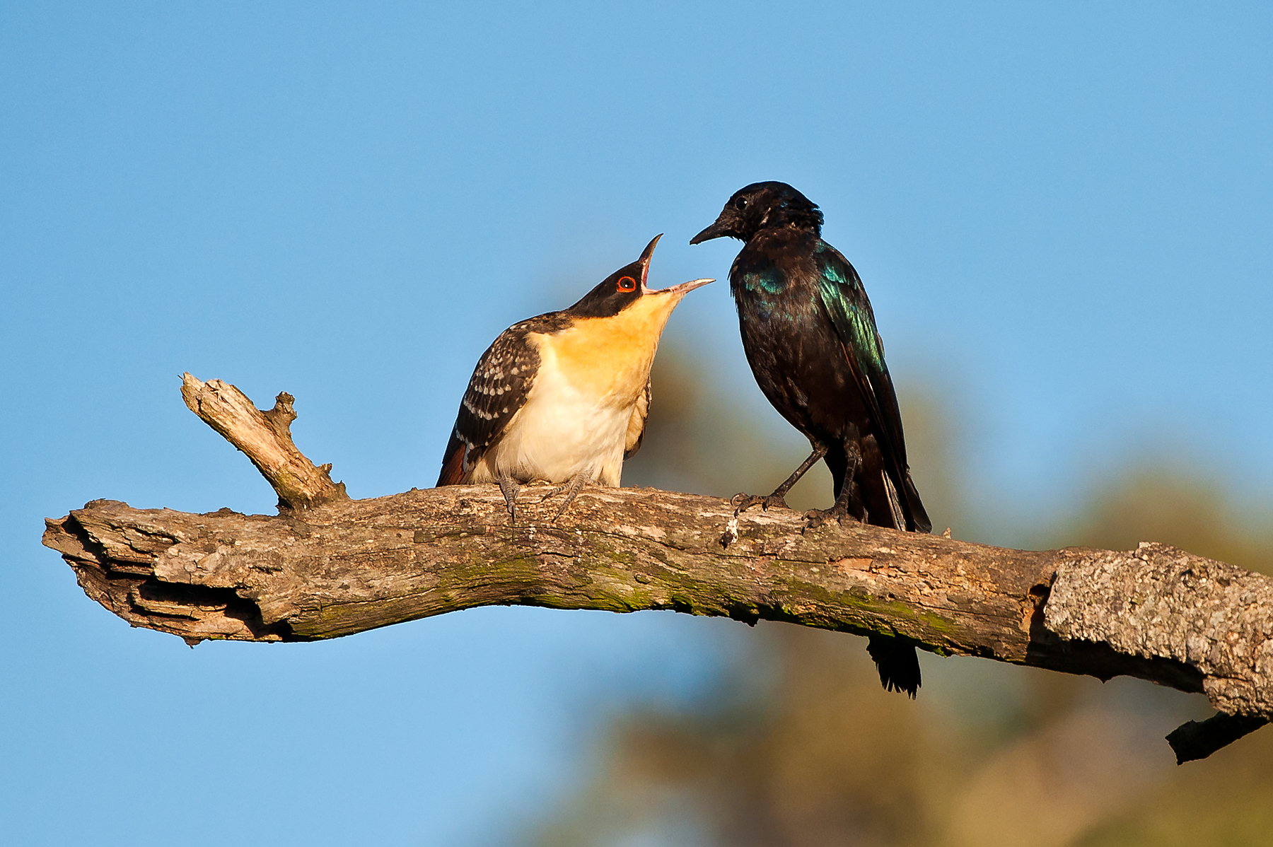 Bird photography on the Wild Images wildlife photography tour of Botswana and South Africa