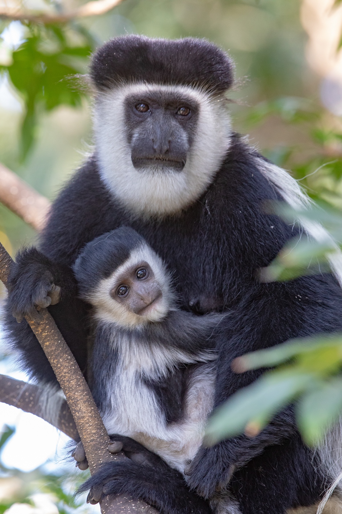 Guereza Colobus mother and baby at Awassa, Ethiopia