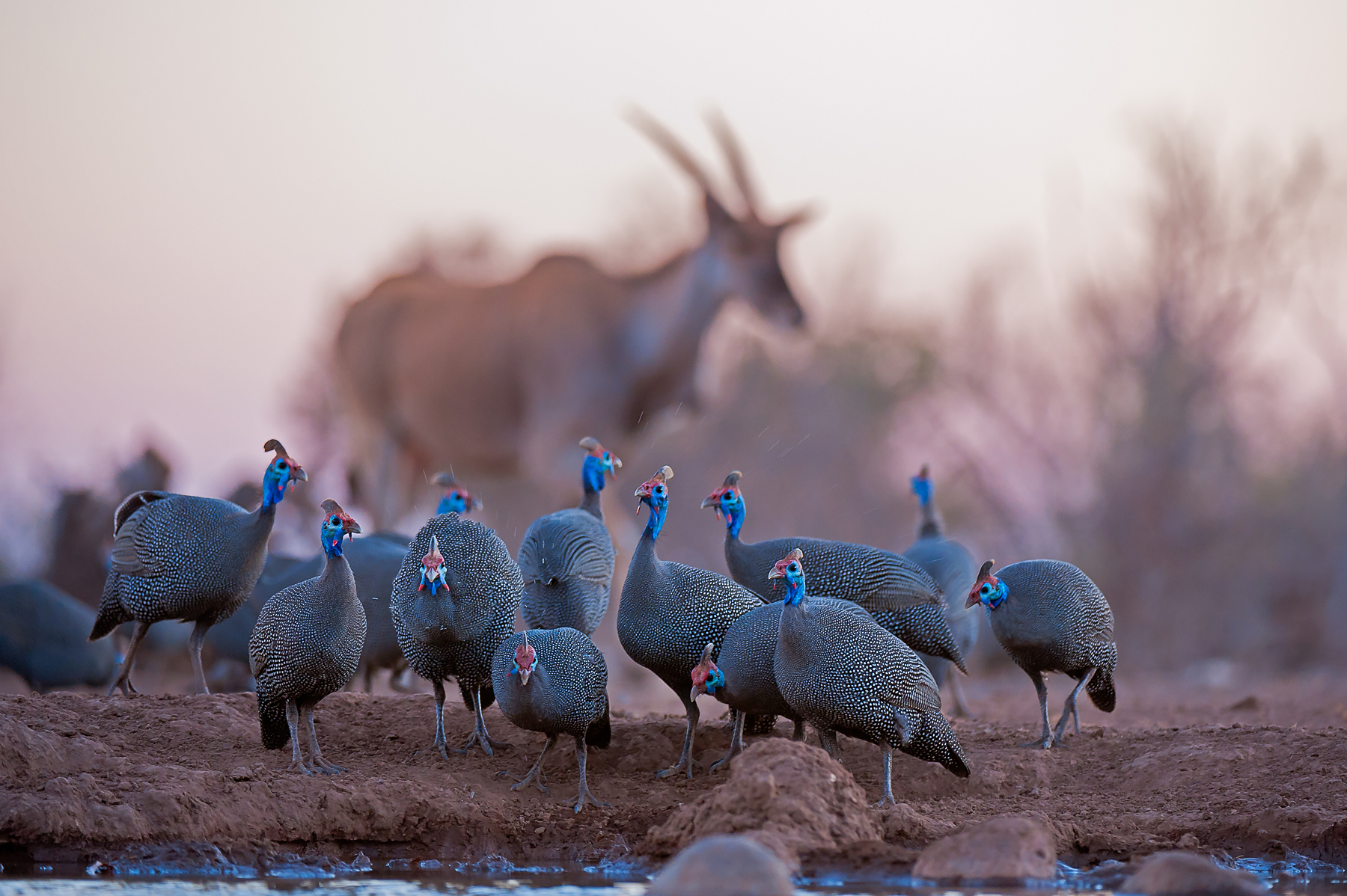 A flock of Helmeted Guineafowl gather to drink on the Botswana and South Africa wildlife photography tour with Wild Images