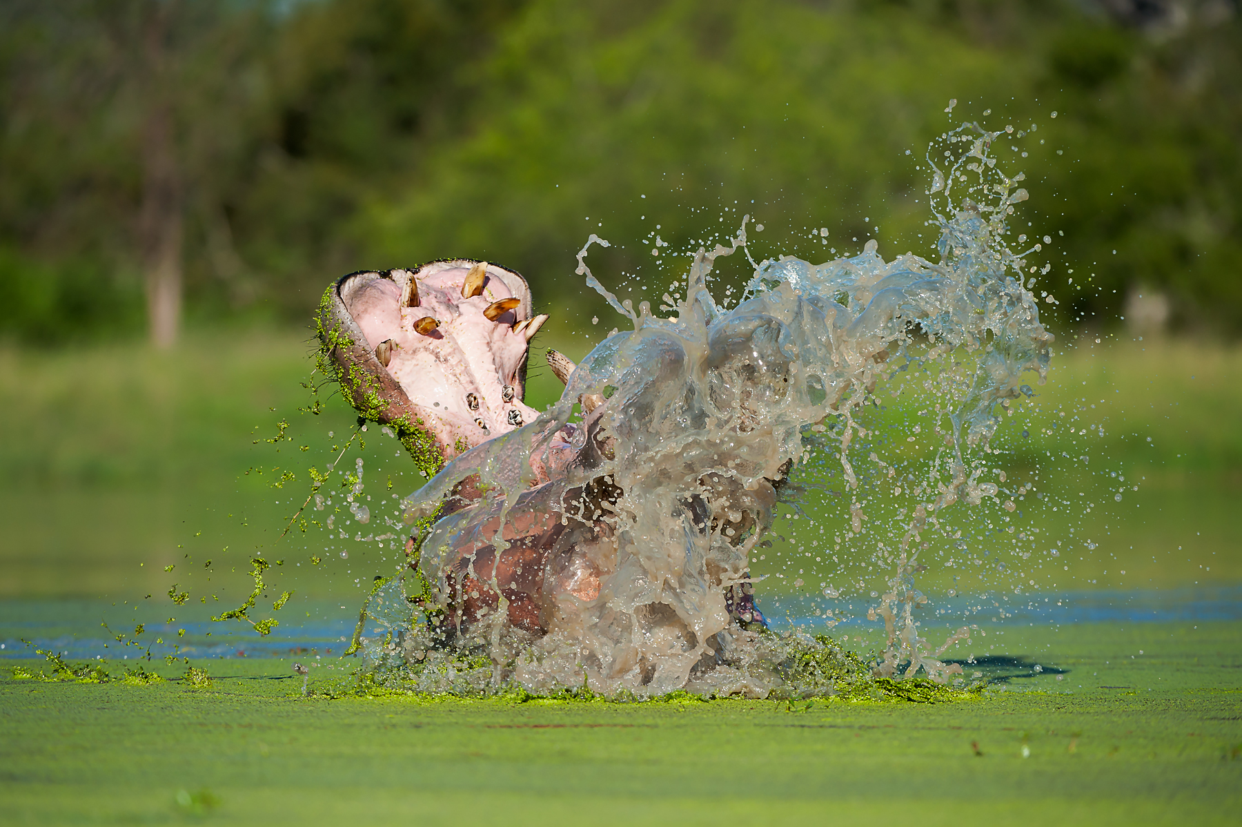 A male Hippopotamus makes a splash on his threat display in South Africa