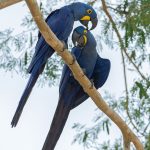 Photographing Hyacinth Macaws is a highlight of any photography tour in the Pantanal