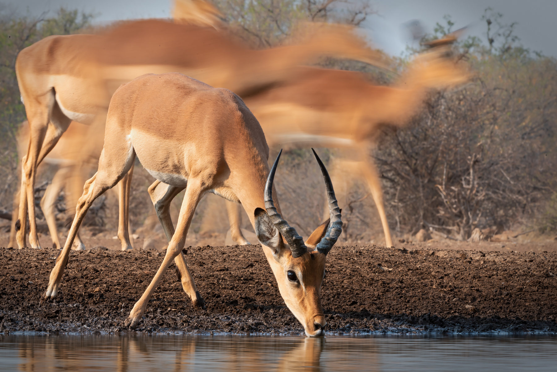 A young Impala drinks on the ultimate wildlife photography tour of Botswana and South Africa with Wild Images Photo Tours