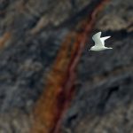 An Ivory Gull flies past Burgerbukta in Spitsbergen