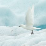 Bird photography of Ivory Gulls in Spitsbergen with Wild Images