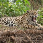 Jaguar yawn in the Pantanal