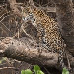 Beautiful portrait of a young jaguar in the Pantanal, Brazil