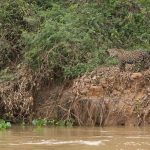 Jaguar photography in the Pantanal, Brazil