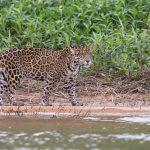 A Jaguar walks along the river bank on a photography tour of the Pantanal in Brazil