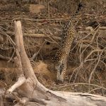 A Jaguar jumps down to the river in the Pantanal on the Wild Images photography tour