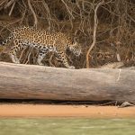 Jaguar photography in the Pantanal