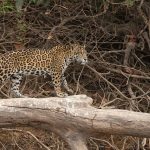 Photograph of a Jaguar walking out on to a log in the Pantanal