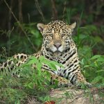 Portrait of a beautiful Jaguar on the Wild Images photography tour of the Pantanal in Brazil