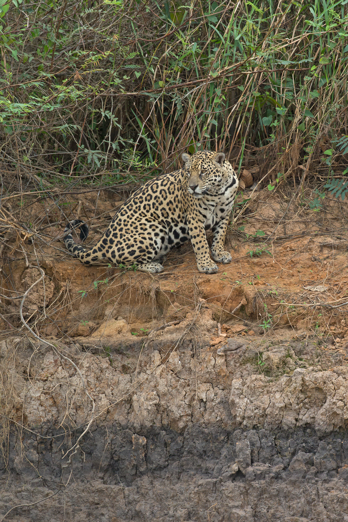Beautiful Jaguars in the Pantanal of Brazil