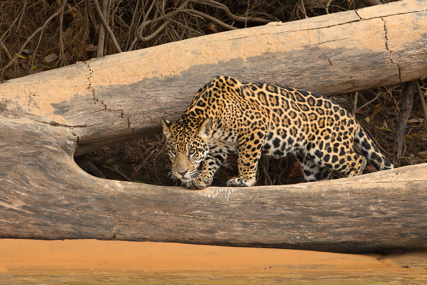 Capturing the beauty of Jaguars on the Wild Images photo tour of the Pantanal in Brazil