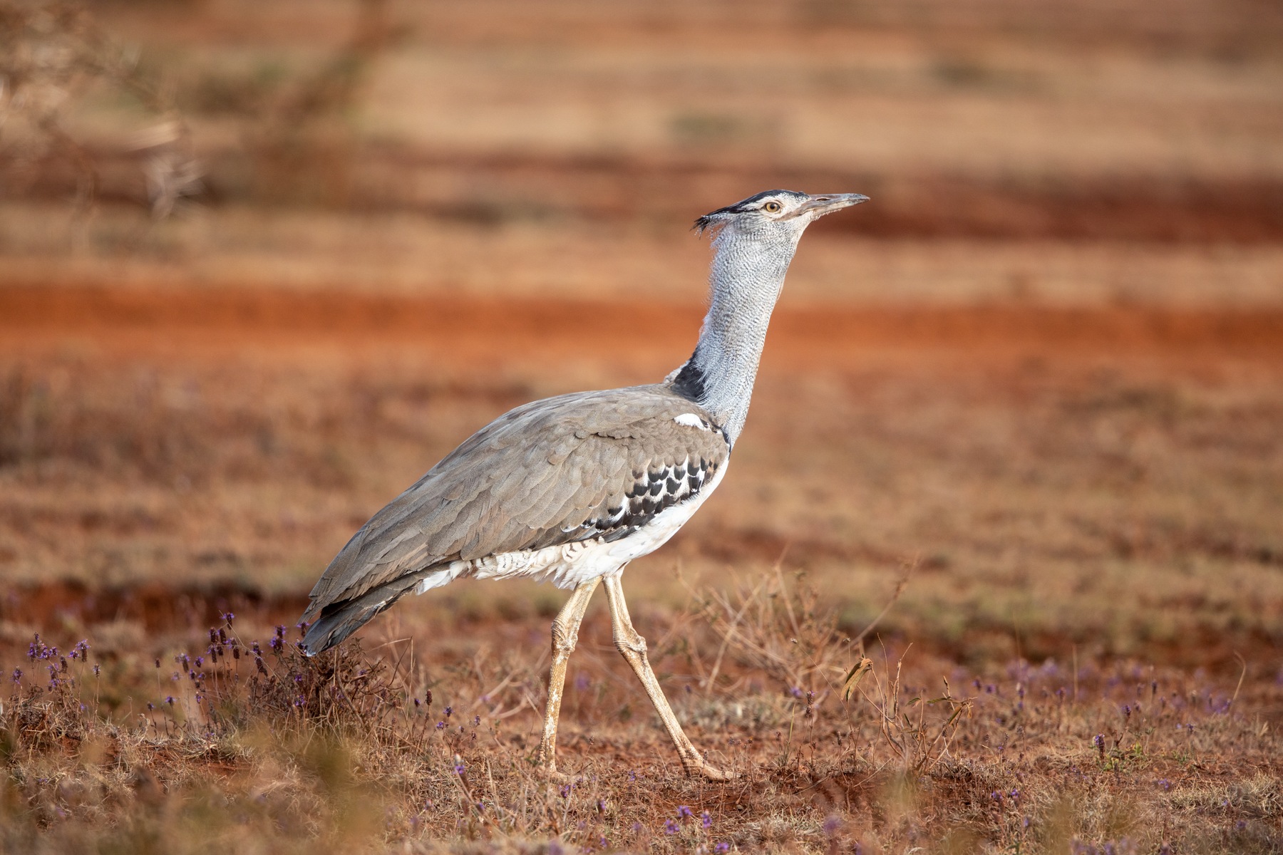 A huge Kori Bustard strides across the arid plains