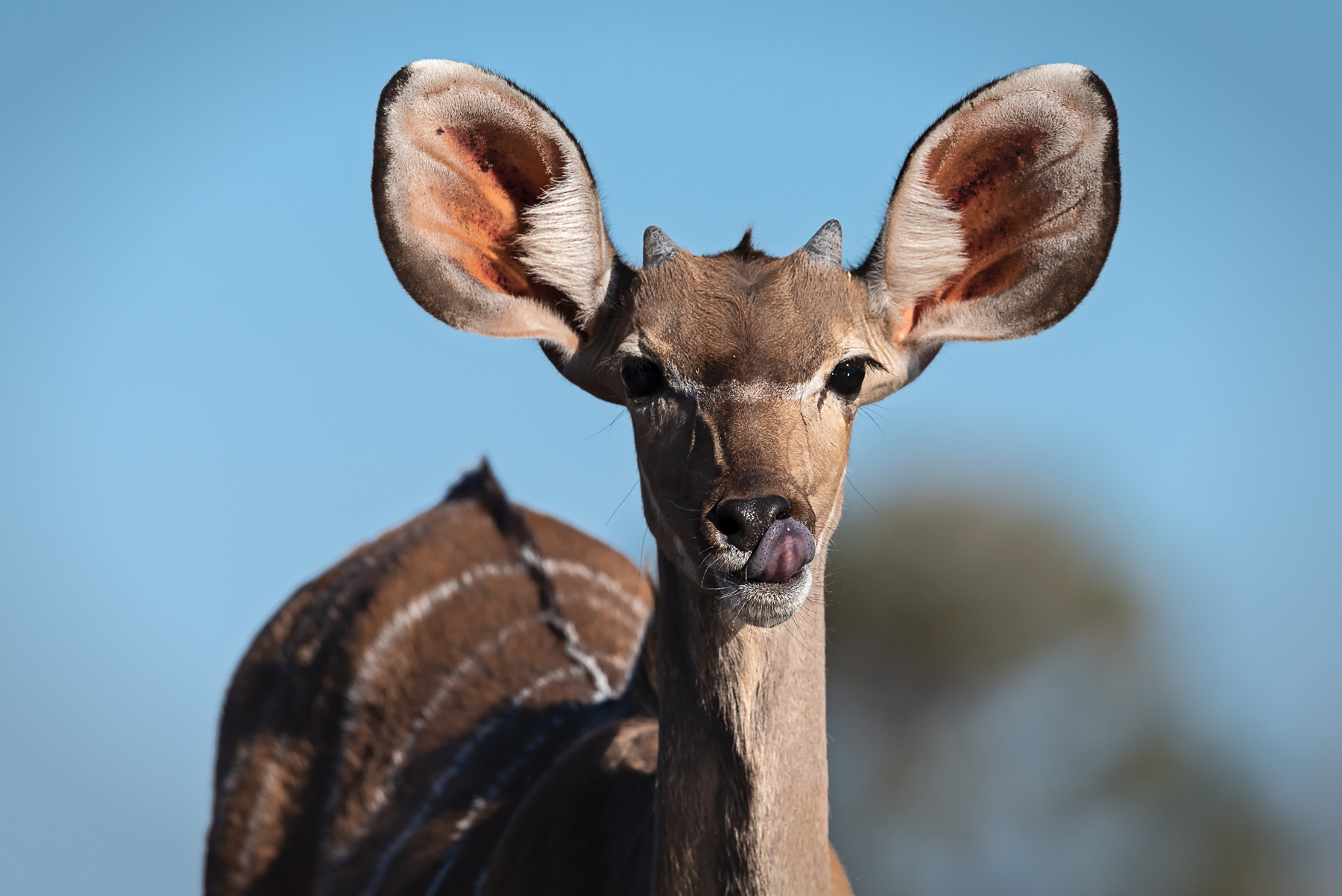 Portrait of a young Kudu in South Africa with Wild Images