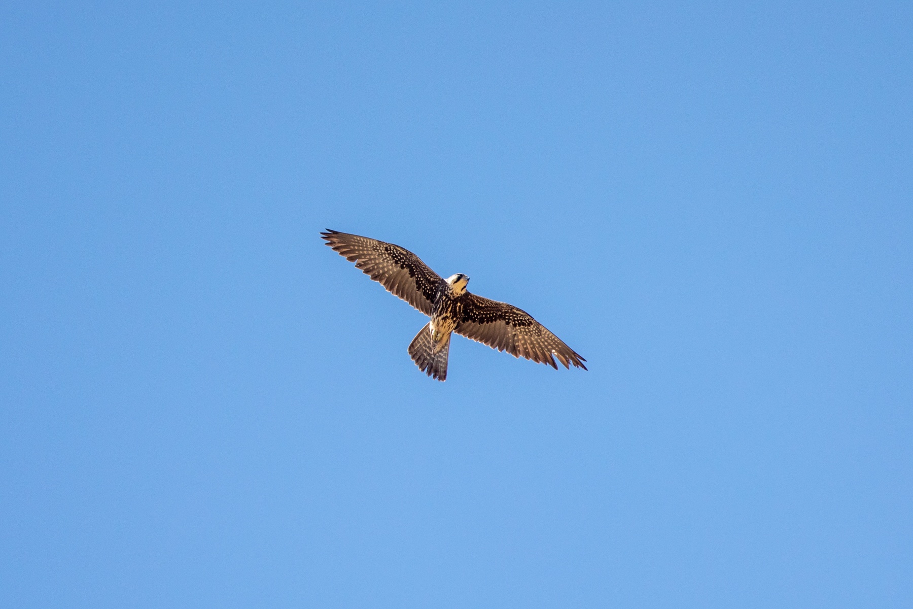 A patrolling Lanner Falcon soars overhead