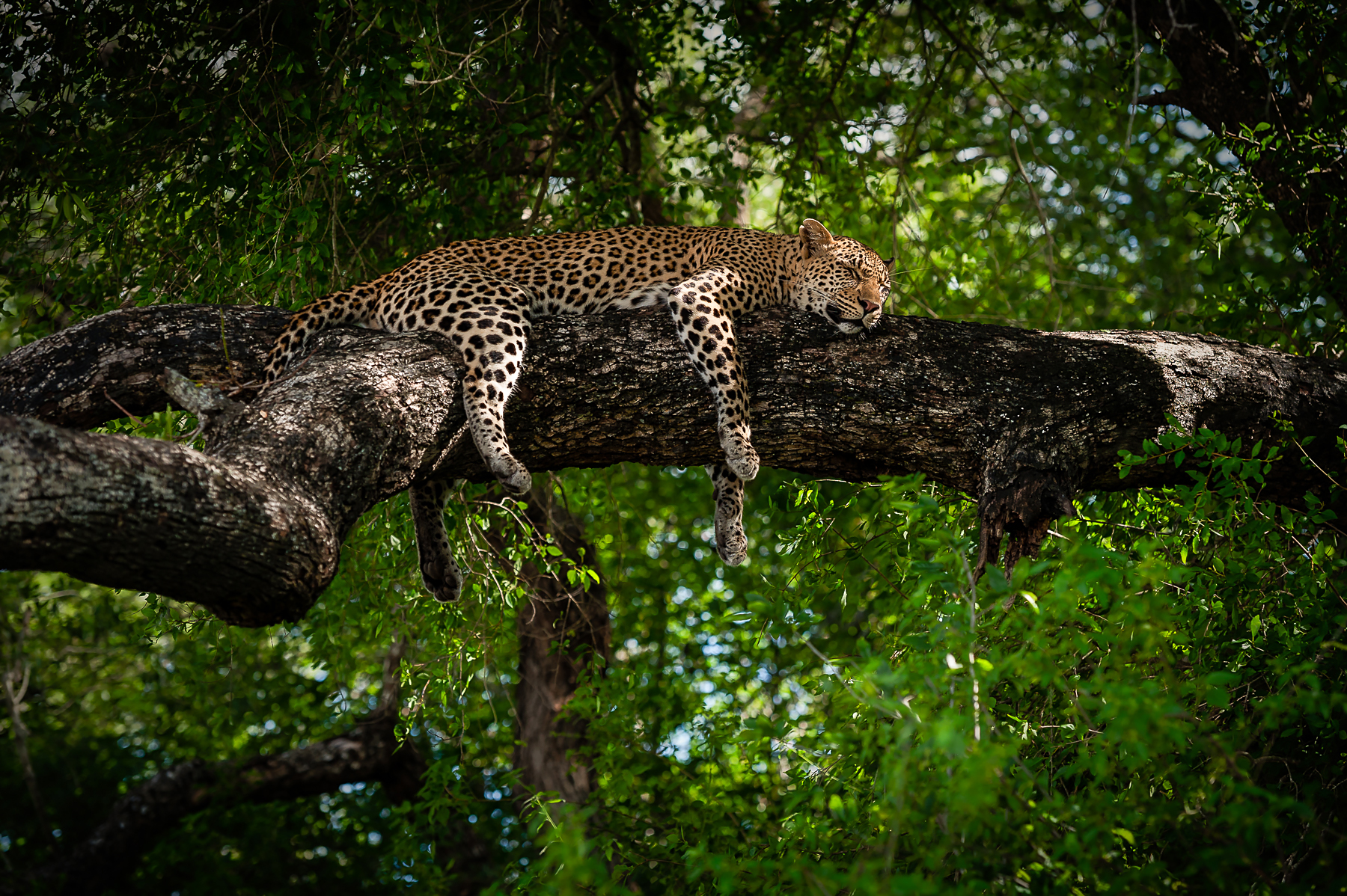A leopard sleeping in a tree on the Wild Images wildlife photography tour of South Africa and Botswana
