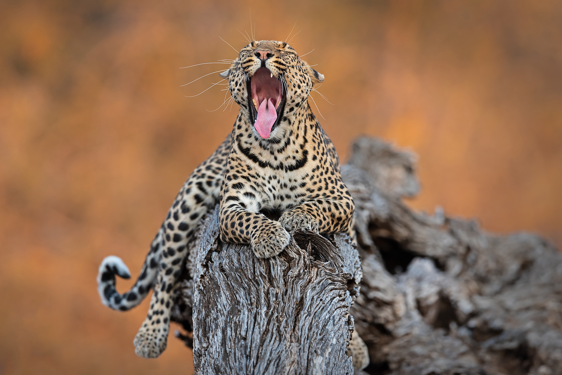 A beautiful leopard yawns at sunset in Botswana on the Wild Images wildlife photography tour