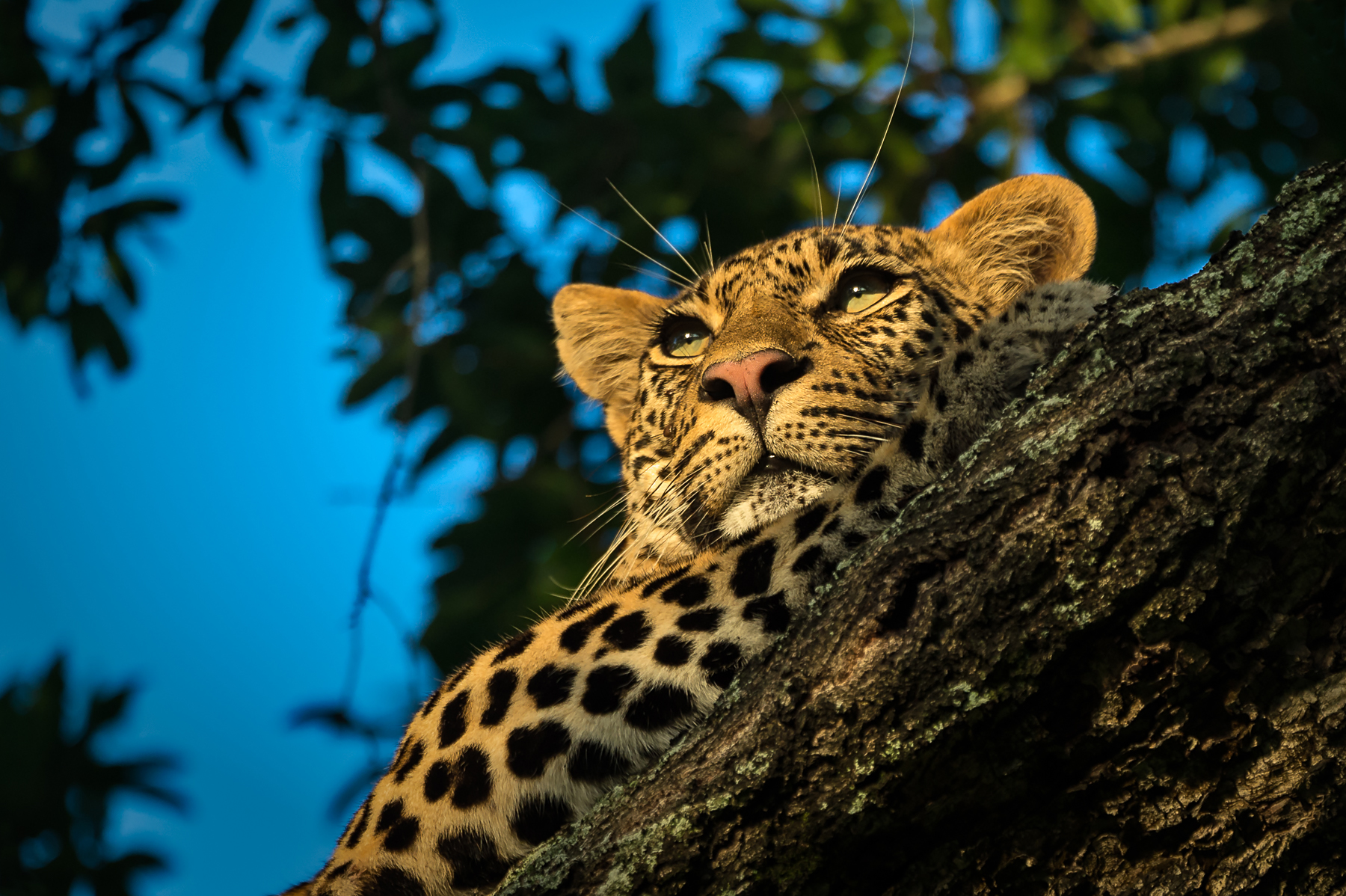 Portrait of a beautiful female leopard in South Africa