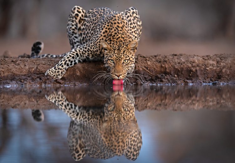 Leopard photography on the ultimate African wildlife photography tour with Wild Images