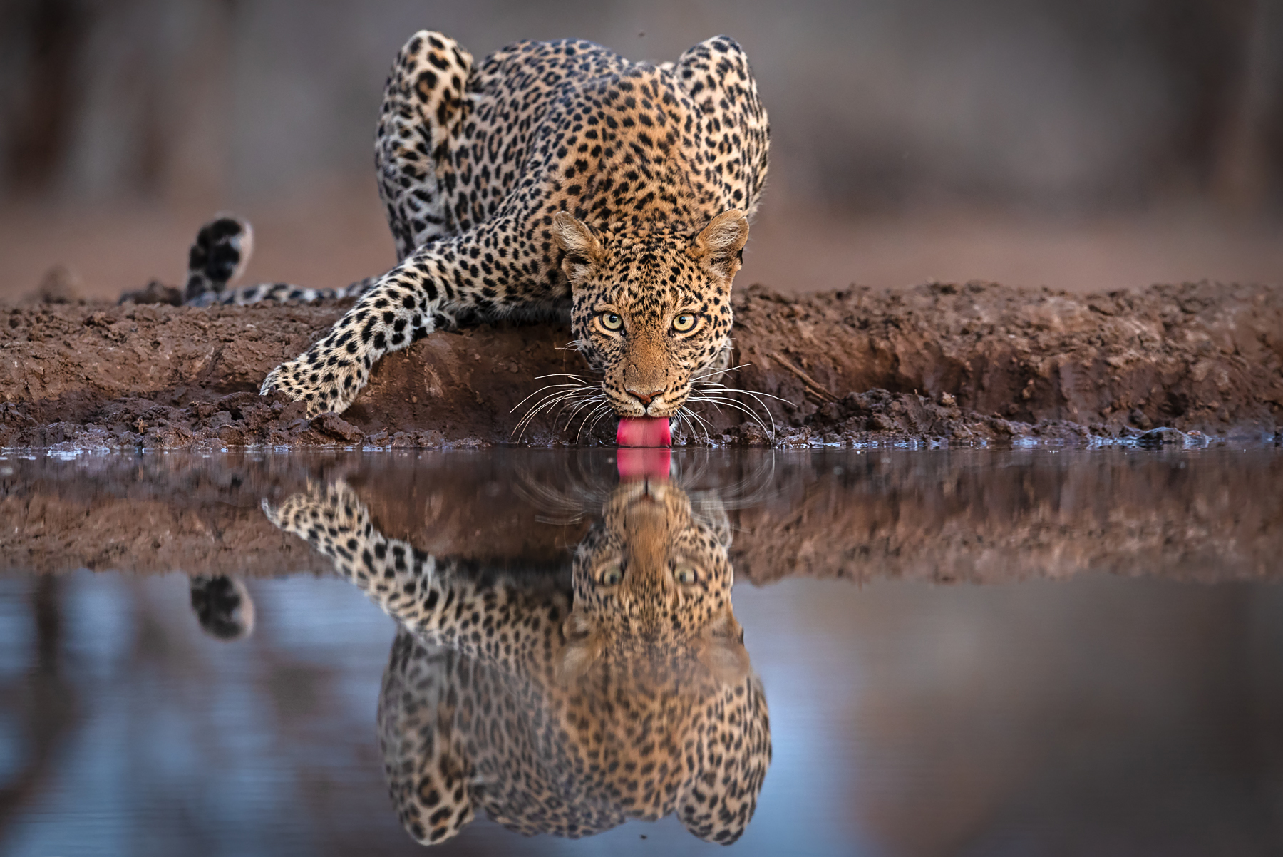 Leopard photography on the ultimate African wildlife photography tour with Wild Images