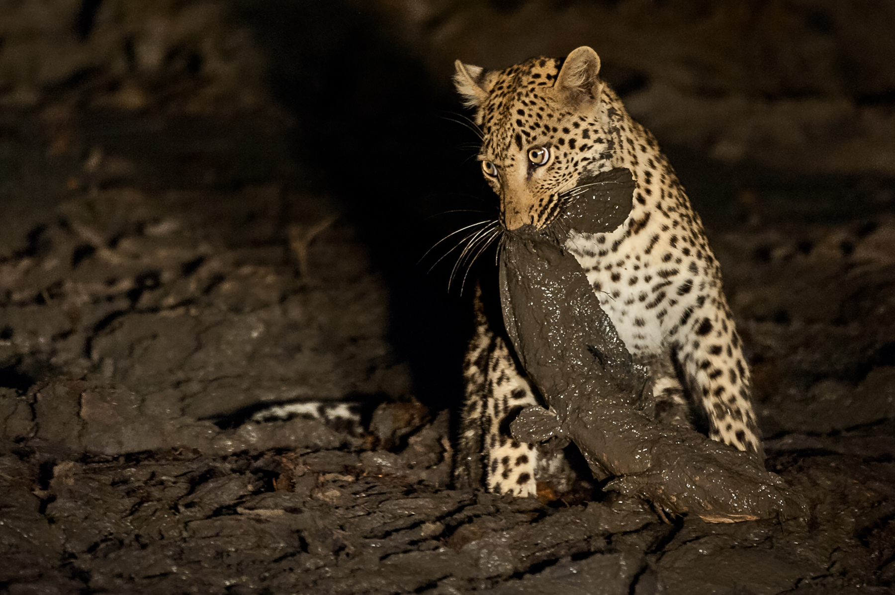 Night photography of a leopard catching a catfish on a wildlife photography tour of Botswana and South Africa with Wild Images Photo Tours