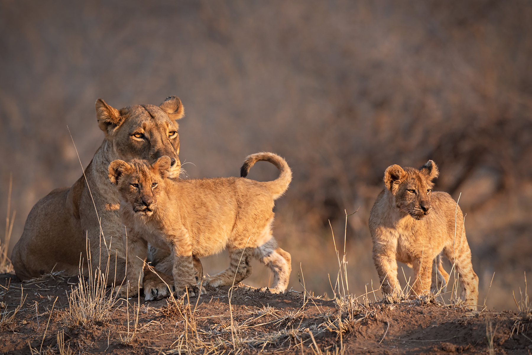Photography of a lioness and her cubs is always a highlight on photography tours in Botswana and South Africa