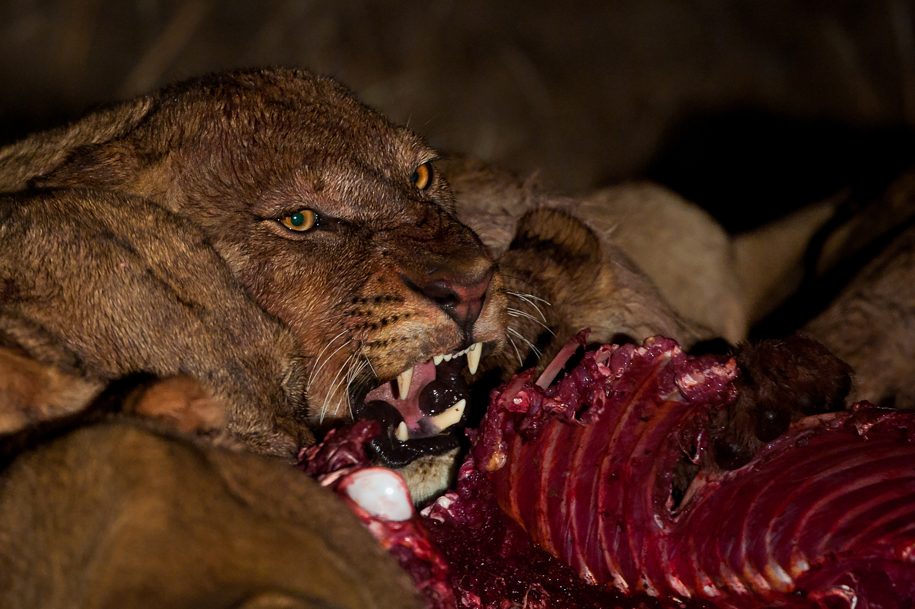 The ultimate wildlife photography tour of Botswana and South Africa with Wild Images