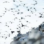 Flocks of Little Auks swarm the skies of Spitsbergen