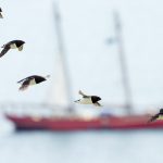 Pretty Little Auks are a challenge on a photography tour of Spitsbergen