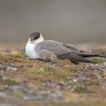 A Long-tailed Jaeger in Spitsbergen on the Wild Images photography tour