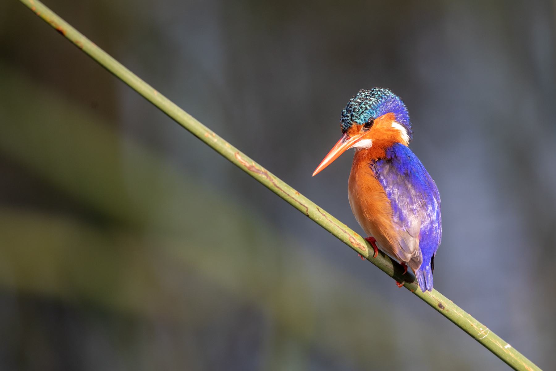 Malachite Kingfisher portrait