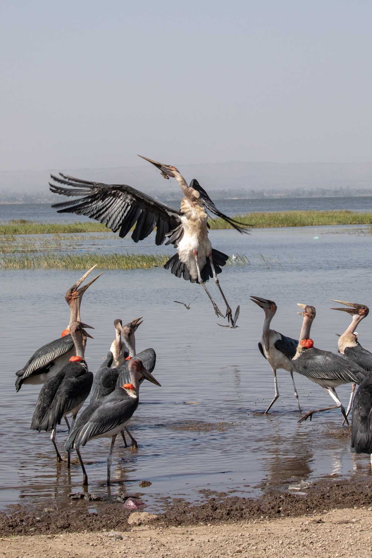 A Marabou Stork catches a fish at the Awassa fish market
