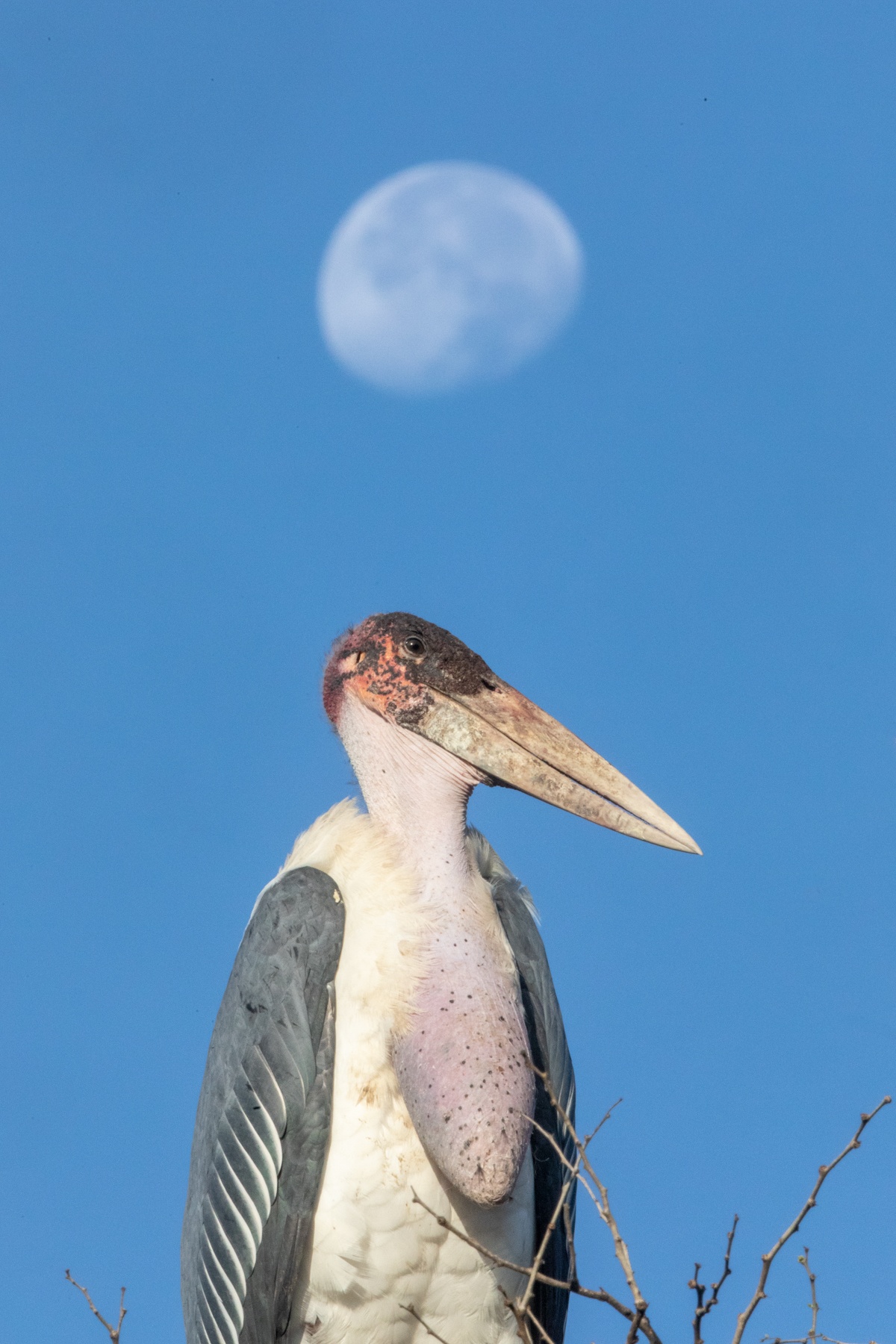 Marabou Stork at Moonset
