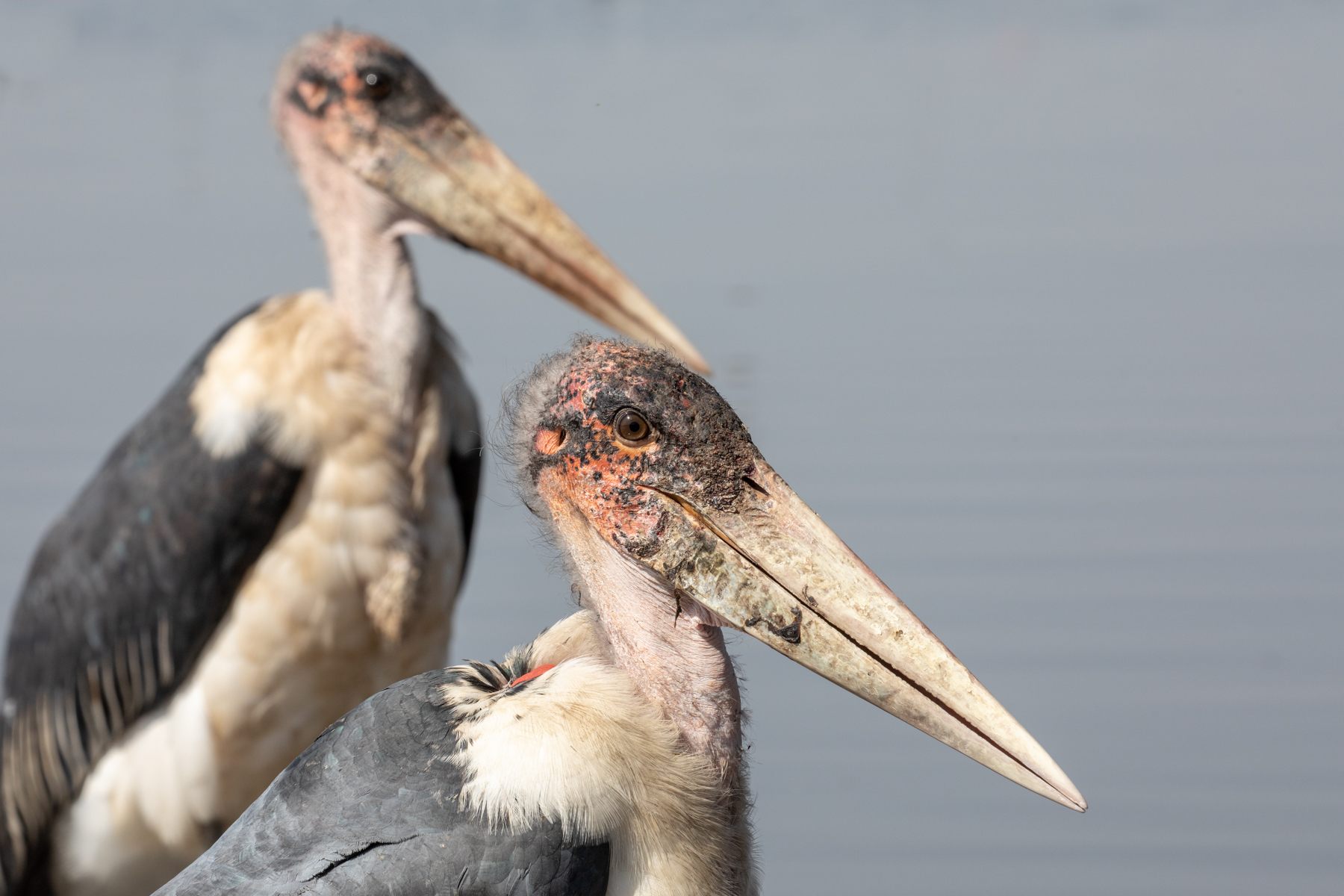 Marabou Stork portrait