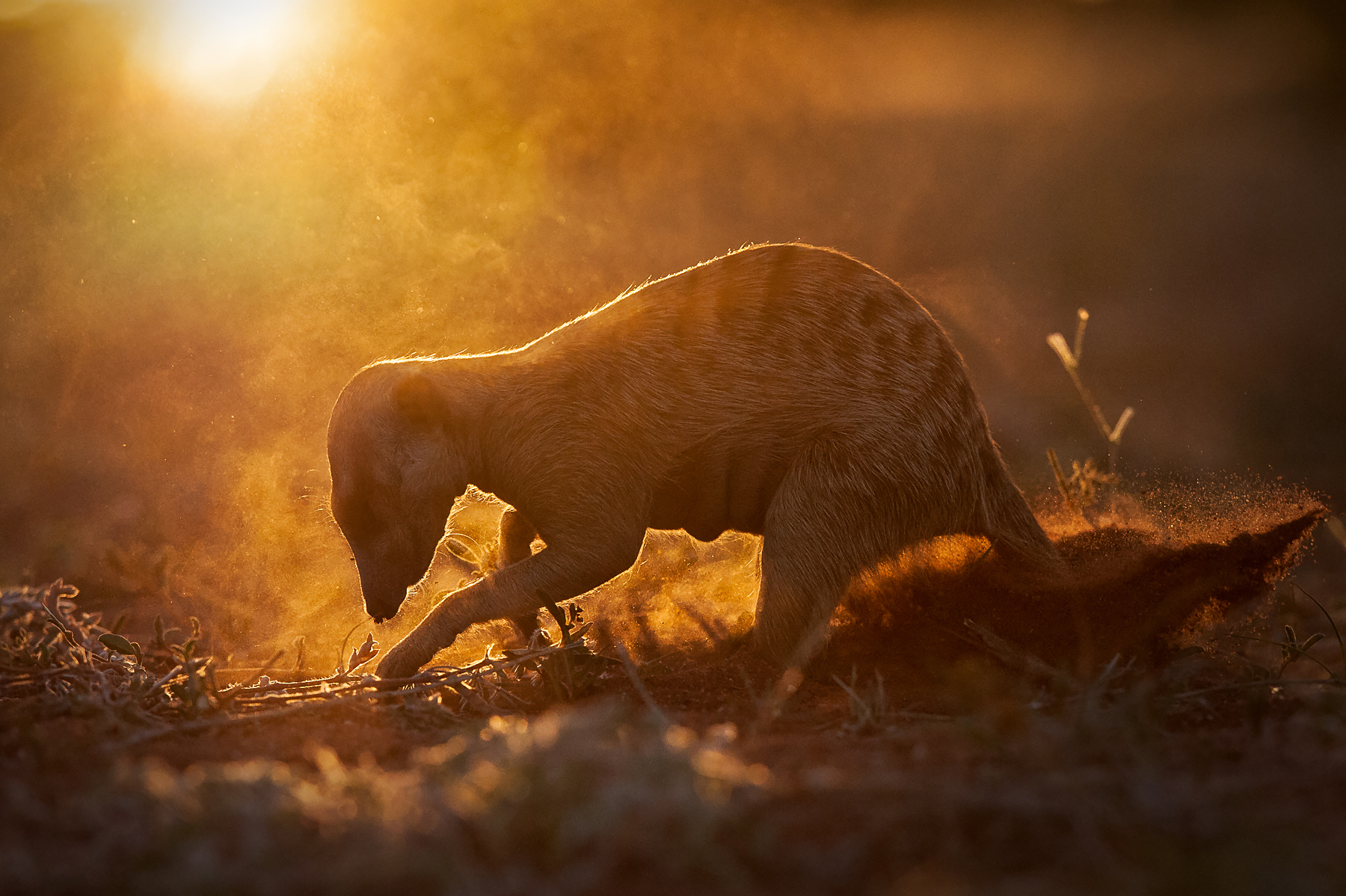 Wild Meerkats are everybody's favourite photography subject on the Wild Images photo tour of Africa