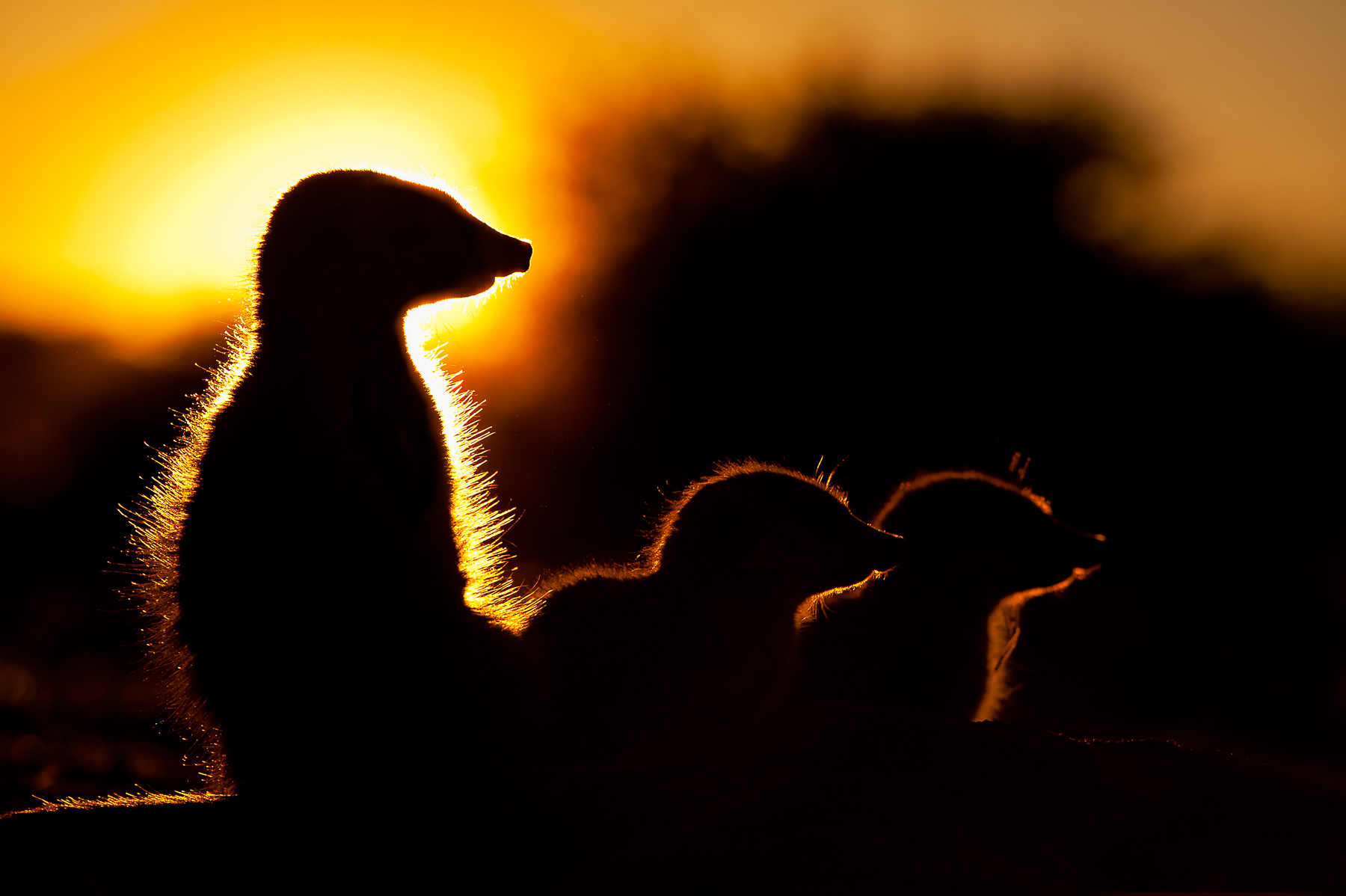 Beautiful Meerkat family at sunset in Tswalu, the Kalahari