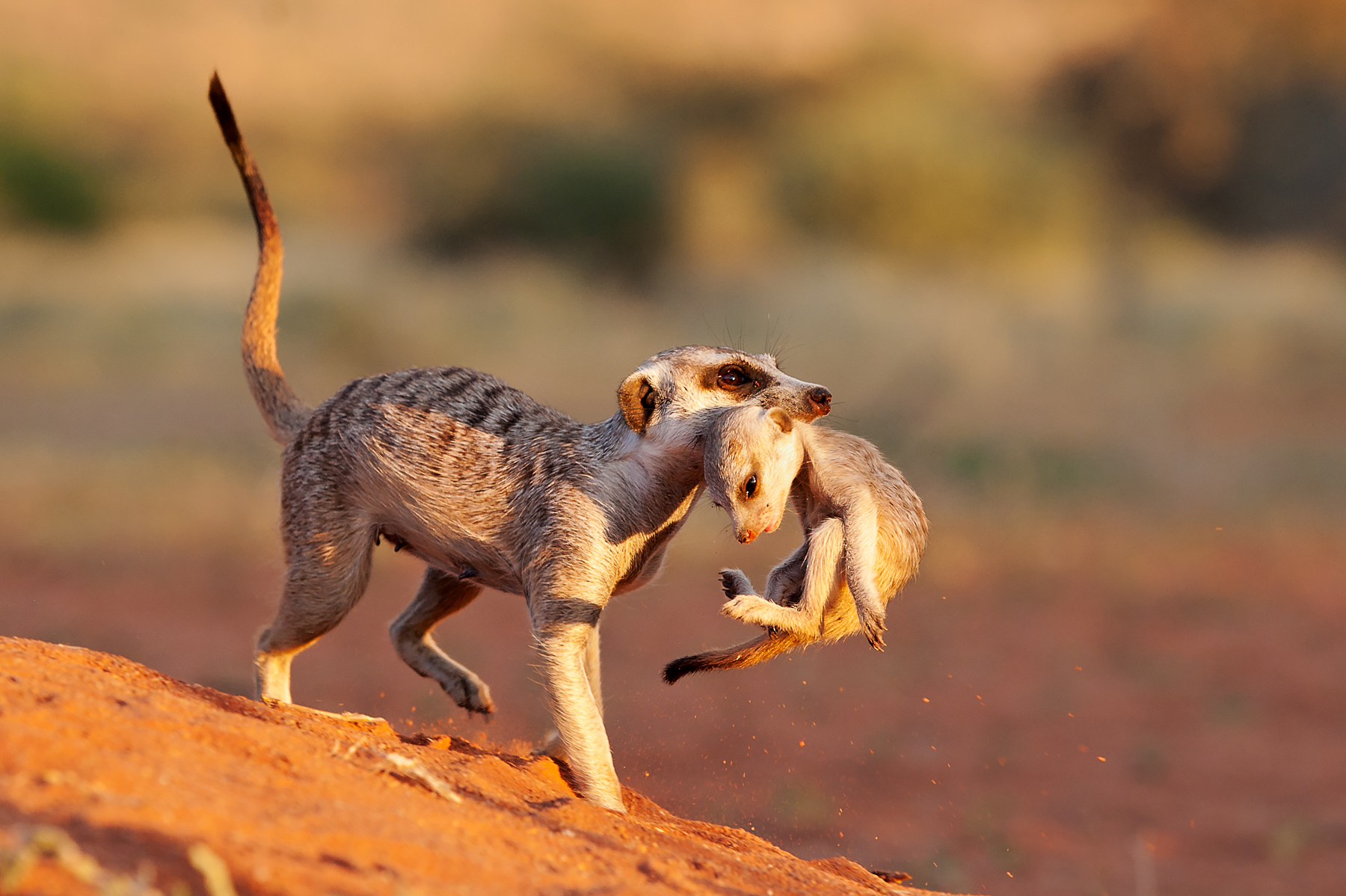 A Meerkat mother gently carries her pup over the sands of the Kalahari at Tswalu