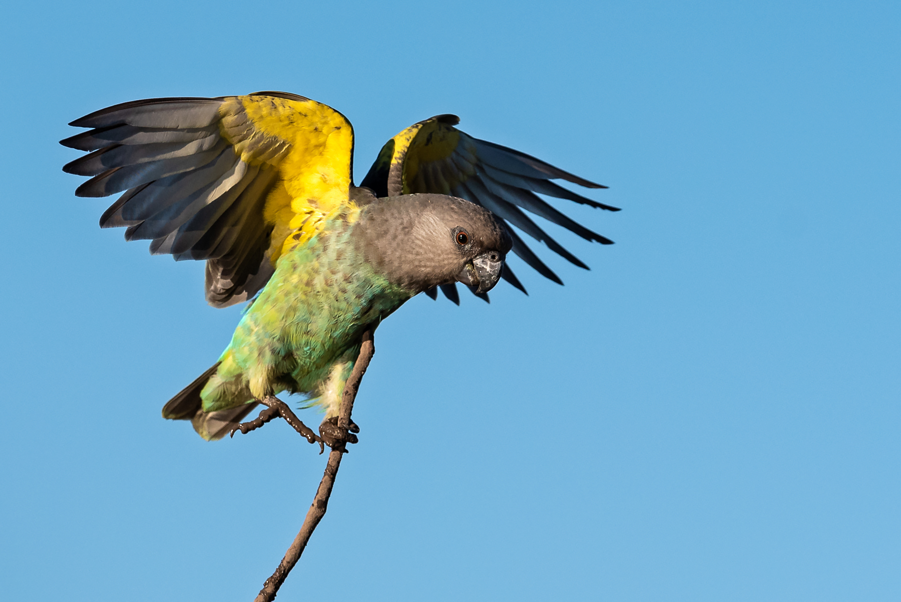 Flight photograph of a Meyer's Parrot coming in to land on a photography tour to Botswana
