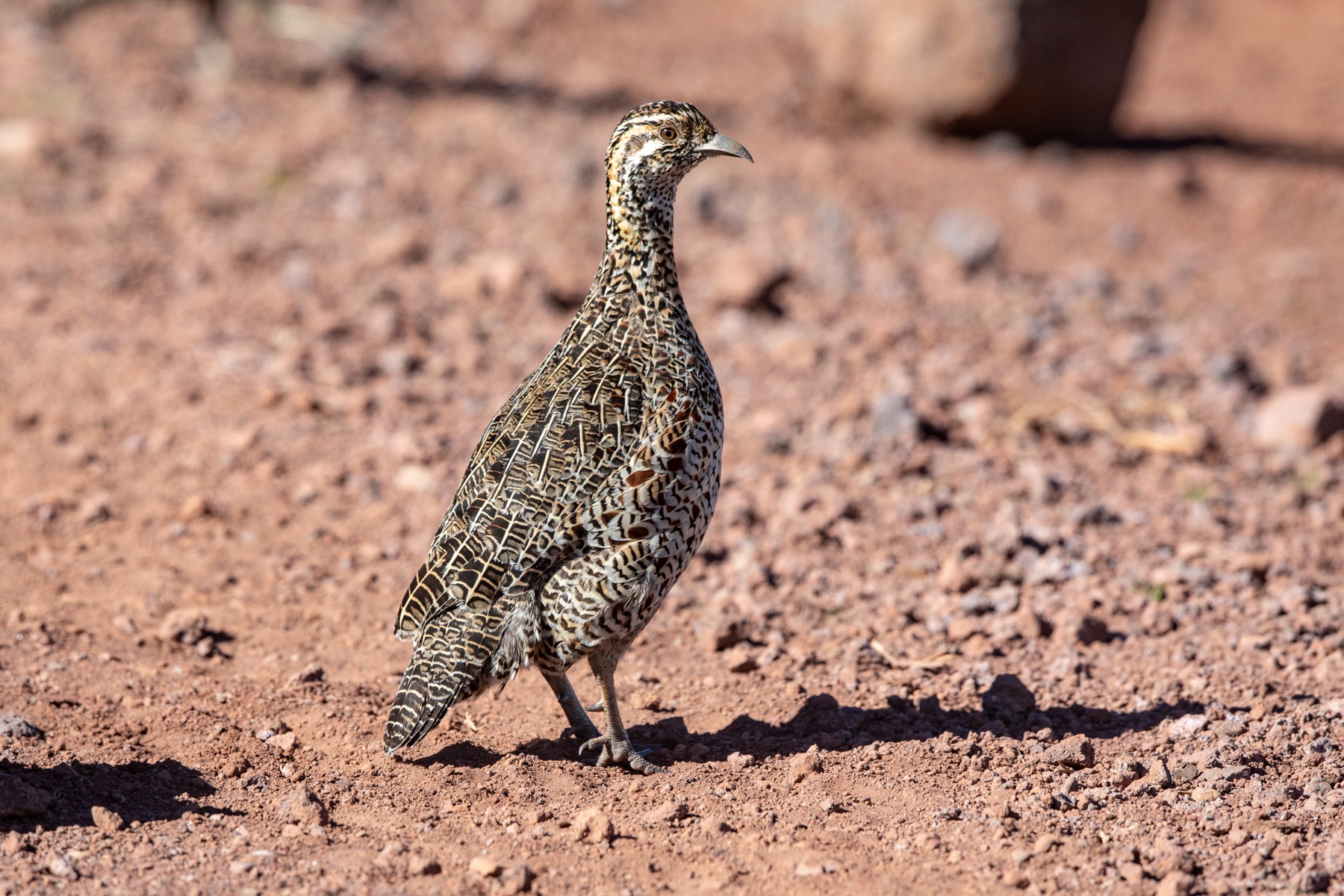 Montane Francolin