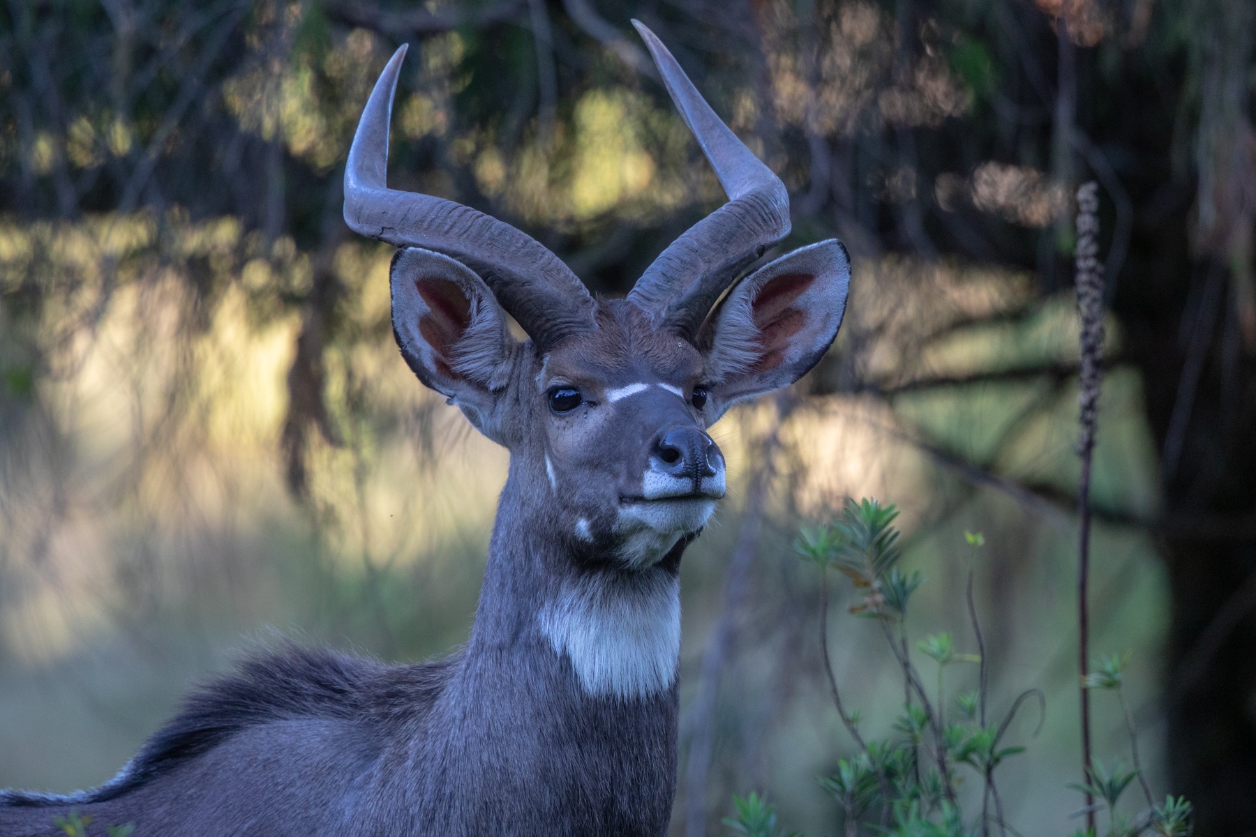 Mountain Nyalal male portrait
