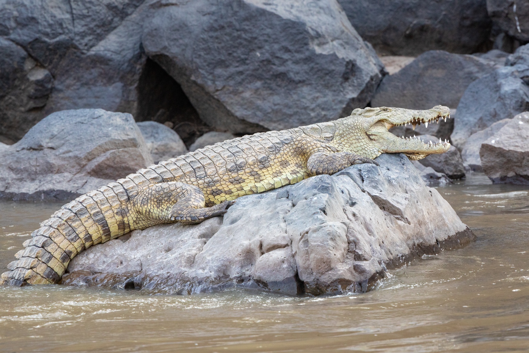 A Nile Crocodile basks on a rock in the Awash River