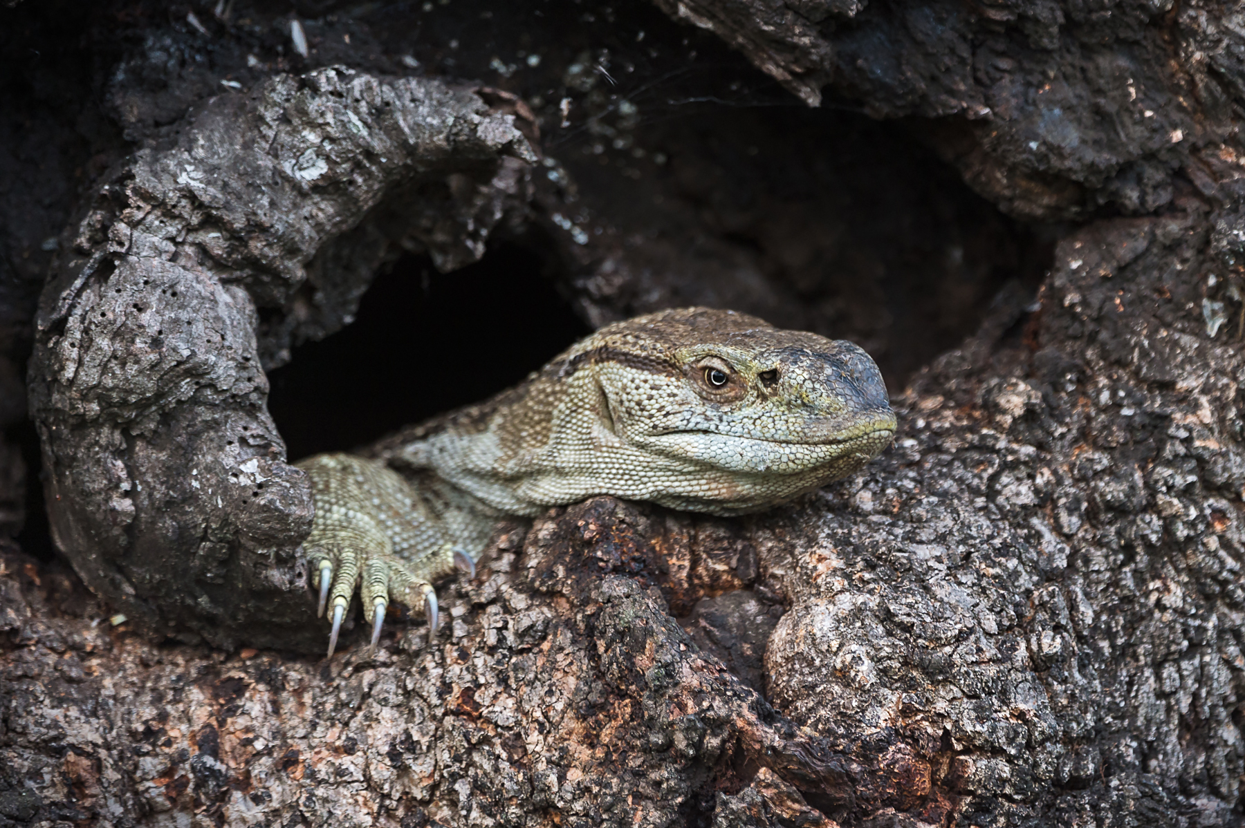 Portrait of a Nile Monitor in a Marula tree, South Africa
