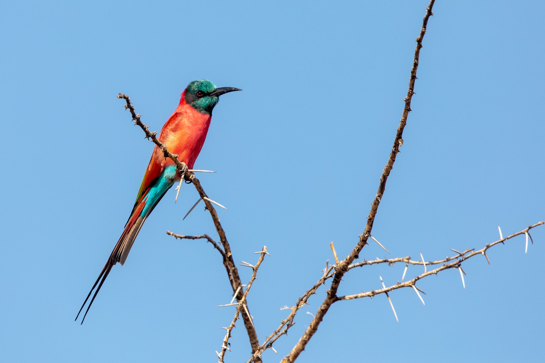 The gorgeous Northern Carmine Bee-eater