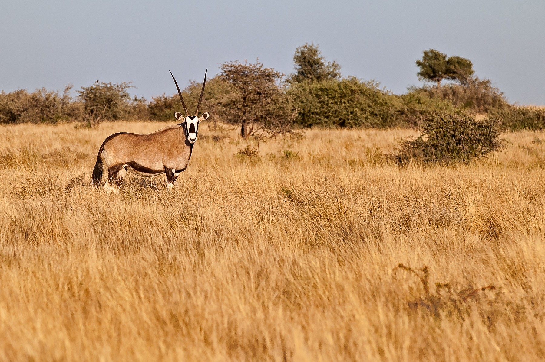 A beautiful Gemsbok or Oryx in the sands of the Kalahari at Tswalu