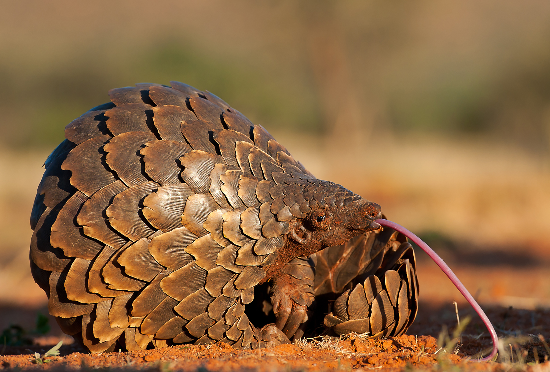 Photographing wild Pangolins is one of the highlights of the Wild Images Ultimate Photography tour of Africa