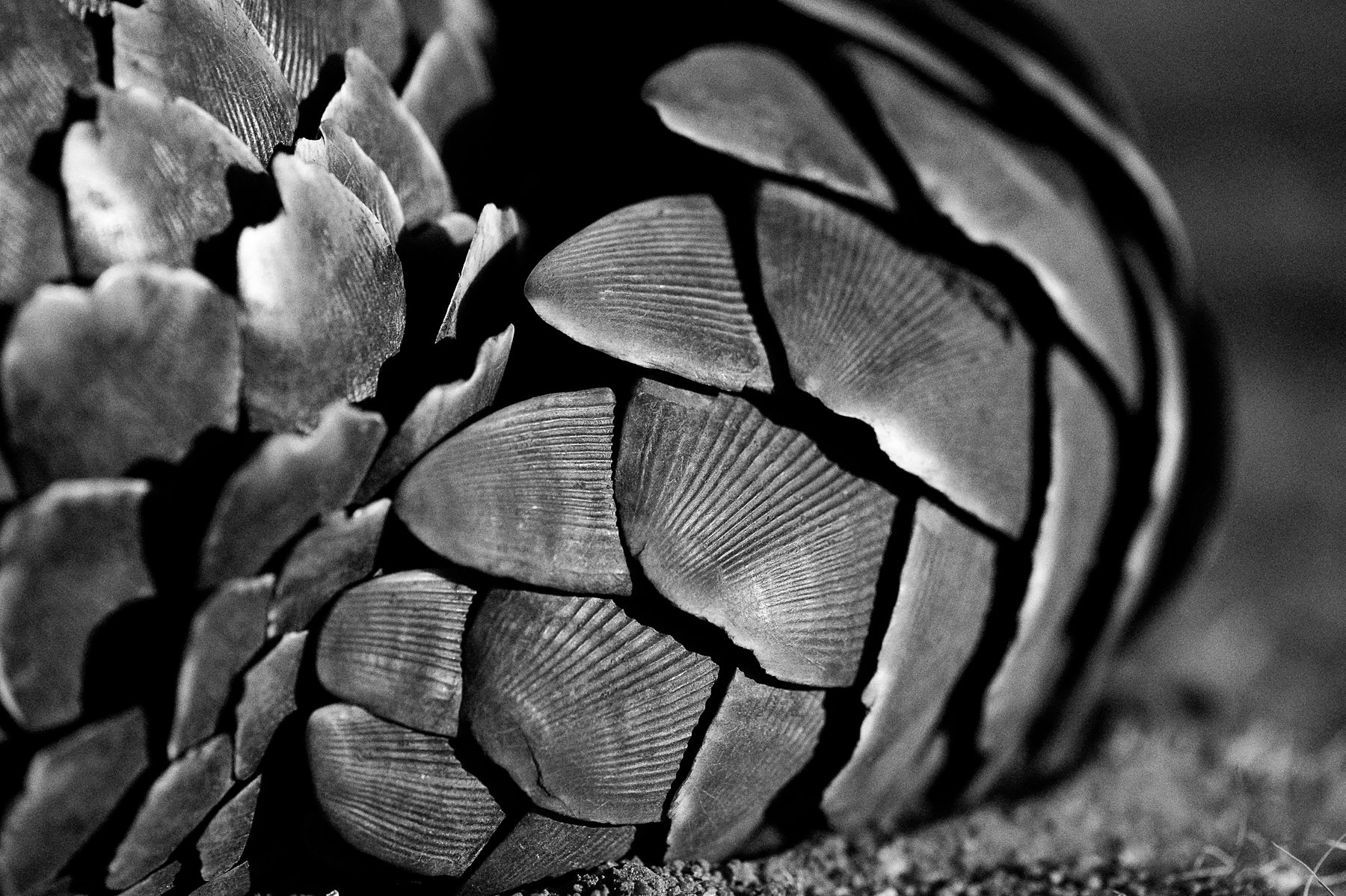 Details of a Pangolin's scales