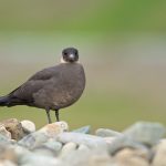 A roosting Parasitic Jaeger on the Wild Images photo tour of Spitsbergen